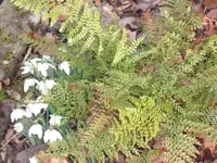 SAM_3042.webp