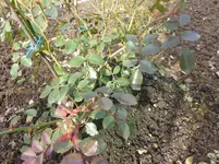 P1110413.webp