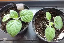 Physalis_01-03-2014.webp