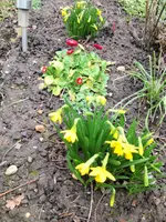 image.webp