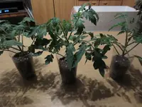 K1600_IMG_0140.webp