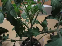 K1600_IMG_0141.webp