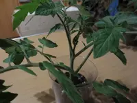 K1600_IMG_0142.webp