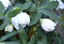 DSC_8316_Christrosenbluten.webp