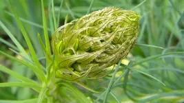DSCN4560.webp