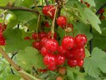 Johannisbeeren 25.6.2013.jpg