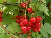 Johannisbeeren 25.6.2013.webp
