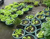 Kopfsalat.webp