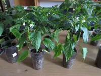 K1600_IMG_0146.webp