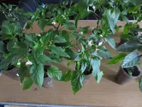 K1600_IMG_0148.webp
