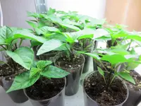 K1600_IMG_0153.webp