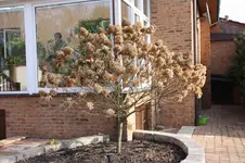 Hortensie per 02.03.2014 003.webp