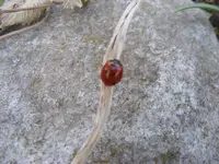 Marienkäfer.webp