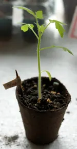 comp_DSC06078.webp