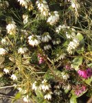 DSC04269 - 2014-03-02 - winterheide weiß.JPG