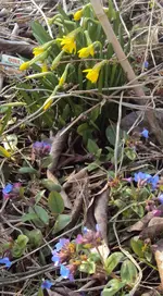 DSC04270 - 2014-03-02 - narzissen - lungenkraut.webp