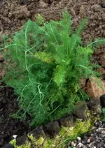Fenchel.webp