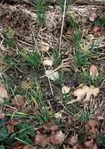 Knoblauch.webp