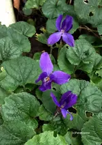 Veilchen.webp