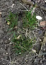 Schnittlauch.webp