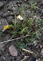 Schnittknoblauch.webp