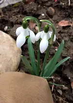 Schneeglökli.webp