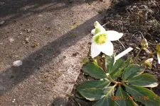 Garten 03 2014 008.webp