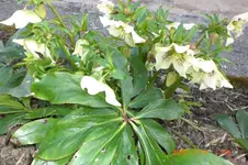 Garten 03 2014 009.webp