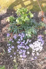 Garten 03 2014 010.webp