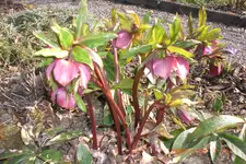 Garten 03 2014 011.webp