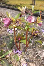 Garten 03 2014 012.webp
