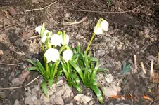Garten 03 2014 014.webp