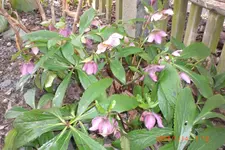 Garten 03 2014 017.webp
