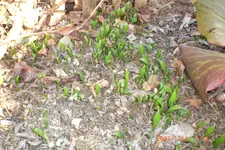 Garten 03 2014 018.webp