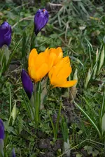 DSC_0521.webp