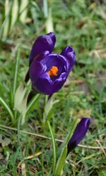 DSC_0520.webp