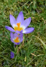 DSC_0533.webp