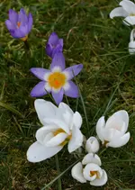 DSC_0549.webp