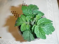 DSCF7611.webp