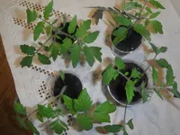 DSCF7612.webp