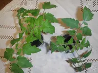 DSCF7613.webp