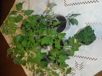 DSCF7615.webp