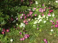 SAM_3082.webp