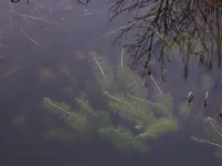 Teich.webp