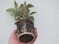3_groß_wurzeln.webp