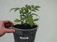 4_groß_umgetopft.webp
