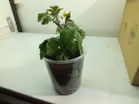 5_winzling_blüten.webp