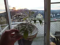 8_groß.webp
