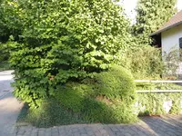 G_Vorgarten_Haselnuss_vor_schnitt_08_2013_mr.ditschy.webp