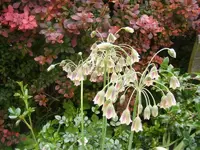 Nectaroscordum siculum-Bulgarischer Lauch.webp